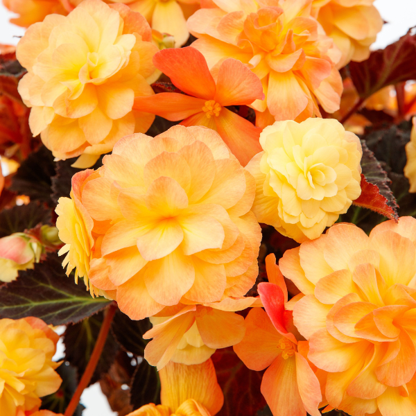 Begonia hybrid 'iCandy Sunset'