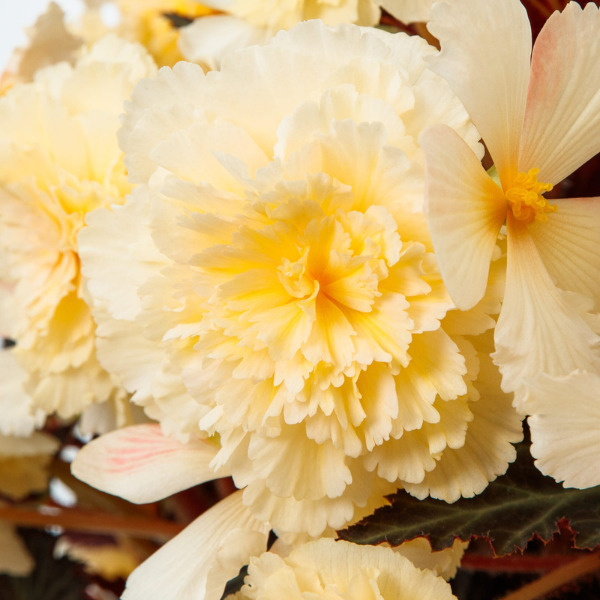 Begonia hybrid 'iCandy Vanilla Cream'