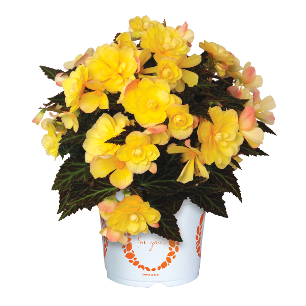 Begonia hybrida 'I'Conia Bacio Lemon'