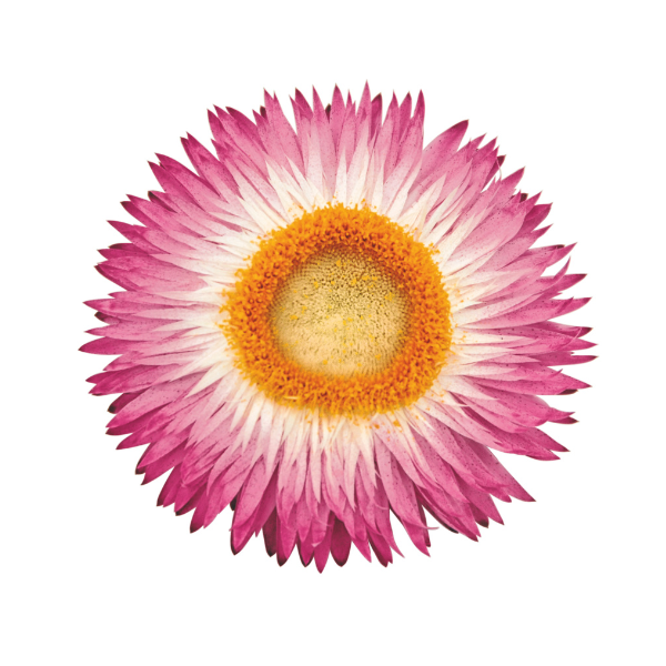Bracteantha bracteata 'Sunbrero Pink'