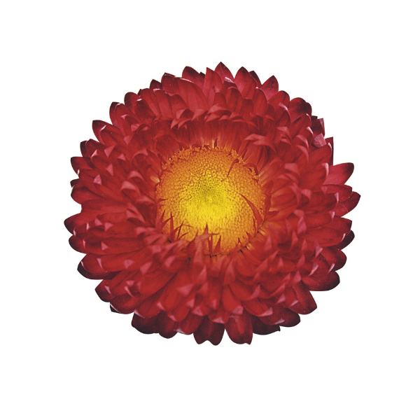 Bracteantha bracteata 'Sunbrero Red'