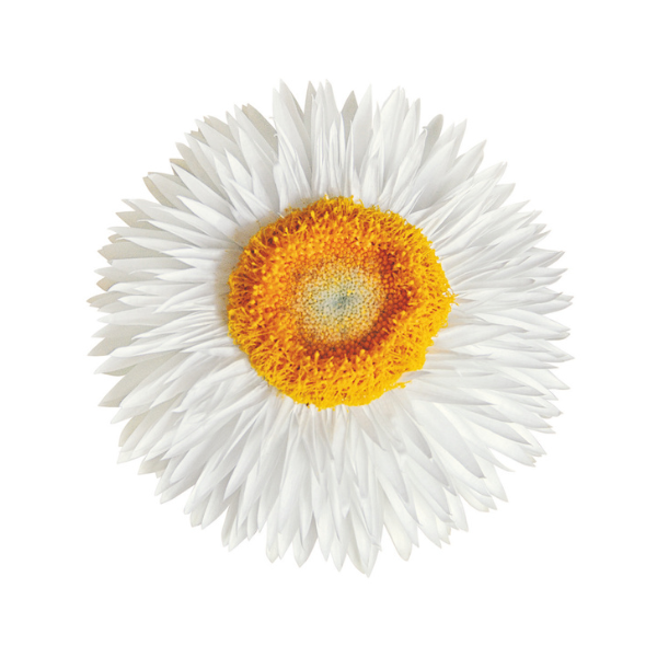 Bracteantha bracteata 'Sunbrero White'