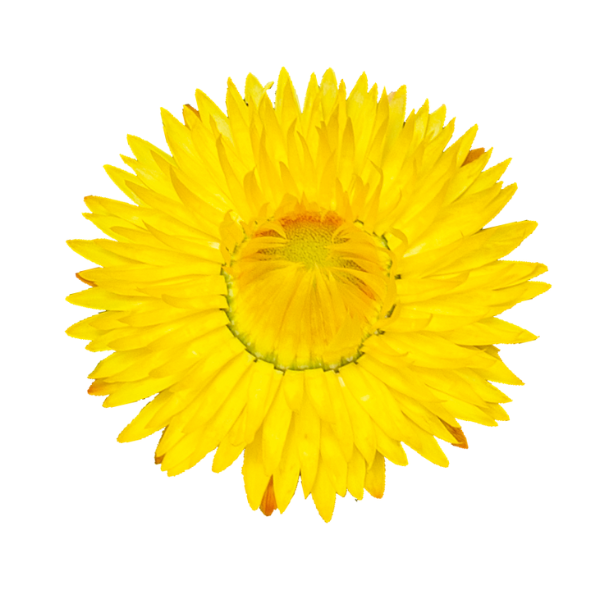 Bracteantha bracteata 'Sunbrero Yellow'