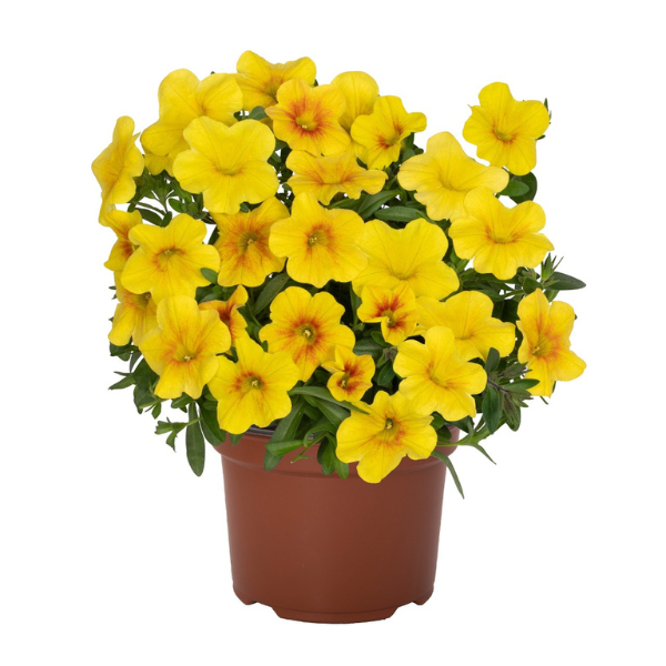 Calibrachoa Hybrida 'Bloomtastic Honey'