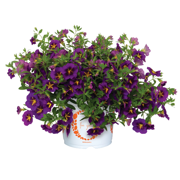 Calibrachoa Hybrida 'Bloomtastic Purple Cartwheel'