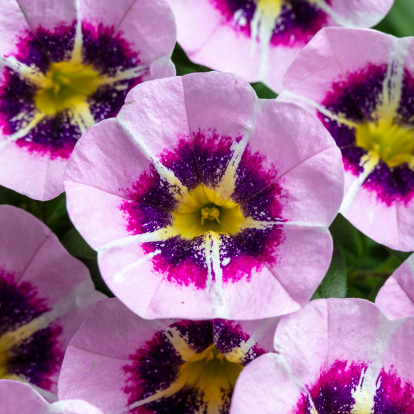Calibrachoa hybrida 'Caliloco Star Child'