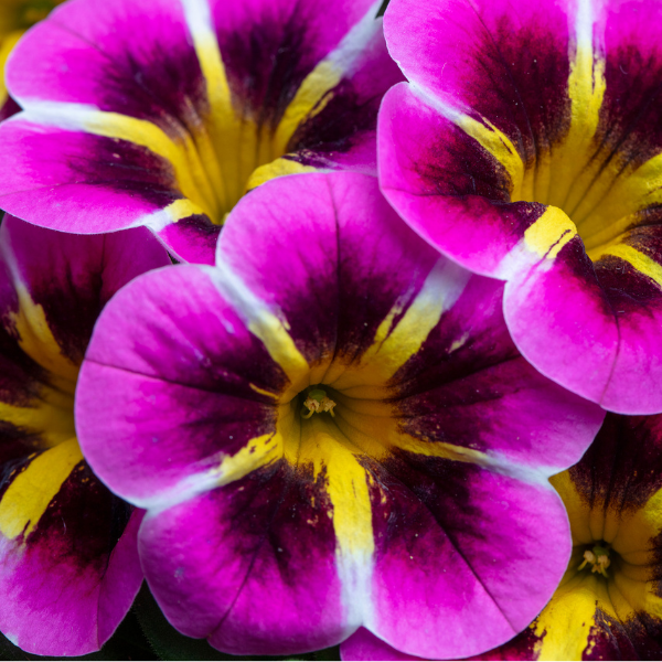 Calibrachoa hybrida 'Caliloco Starfire Fuchsia'