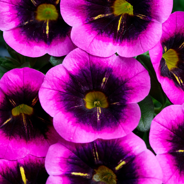 Calibrachoa hybrida 'Eyecatcher Fuchsia'