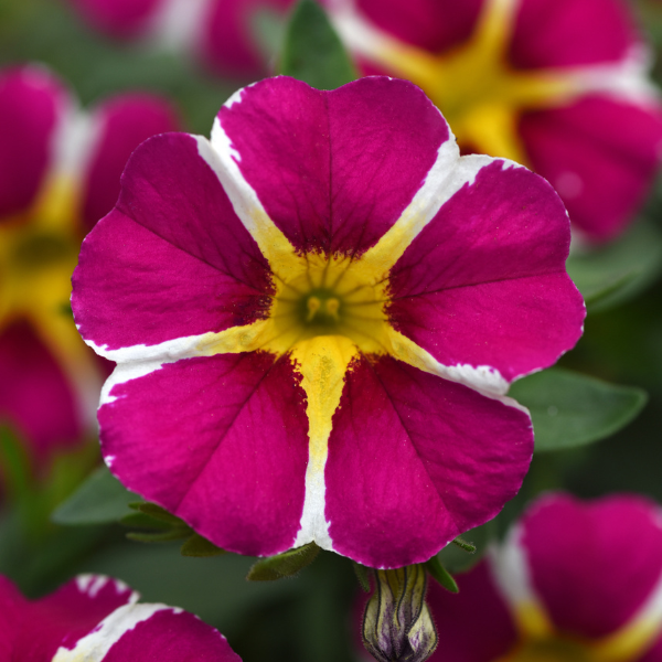 Calibrachoa hybrida 'Minifamous Neo Magenta Star'
