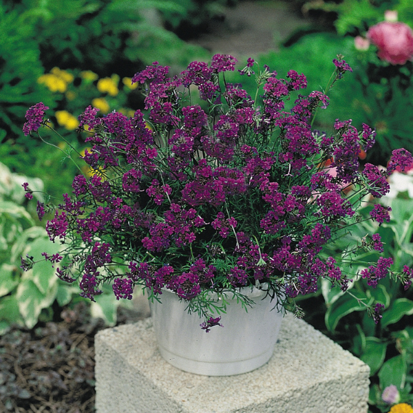 Trailing Verbena