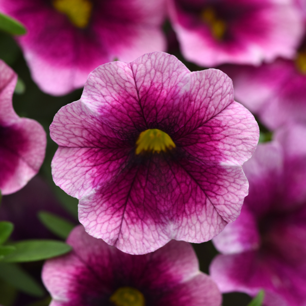 Calibrachoa hybrida 'Minifamous Neo Rose Flash'