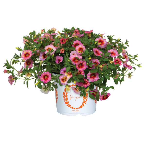 Calibrachoa hybrida 'Rainbow Dragon Berry'