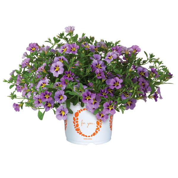 Calibrachoa hybrida 'TikTok Sky Blue'