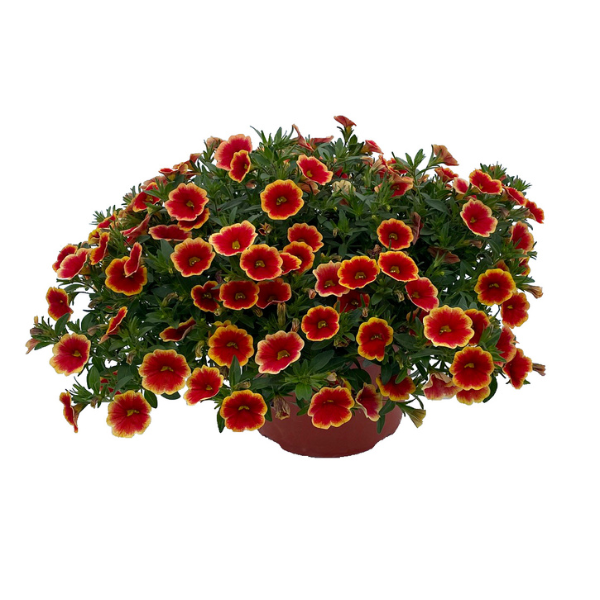 Calibrachoa hybrida 'Unique Sangria Fizz'
