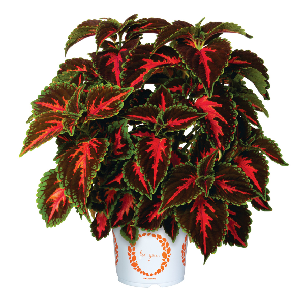 Coleus scutellarioides 'Main Street Franklin Street'