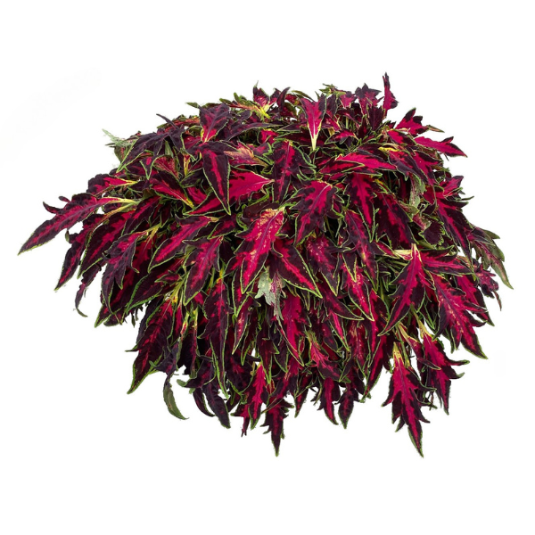 Coleus scutellarioides 'TerraScape All That Lava'