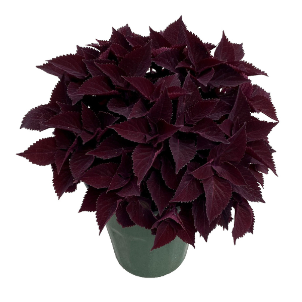 Coleus scutellarioides 'TerraScape Midnight Majesty'