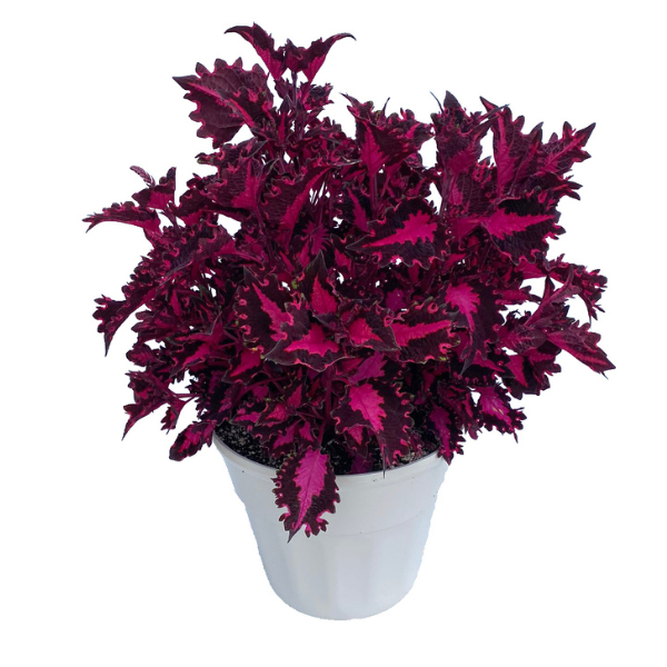 Coleus scutellarioides 'TerraScape Pink Ribbons'