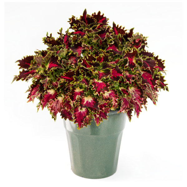 Coleus scutellarioides 'TerraScape Royal Delight'