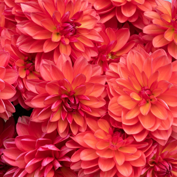 Dahlias Cut hybrida 'Karma Caroline Coral Pink'
