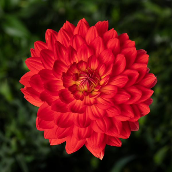 Dahlias Cut hybrida 'Karma Irene Red Orange'
