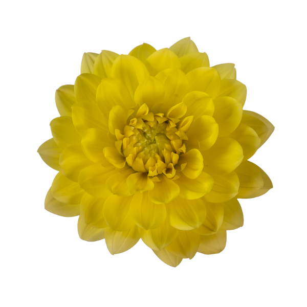 Dahlias Cut hybrida 'Moon Lady Yellow'