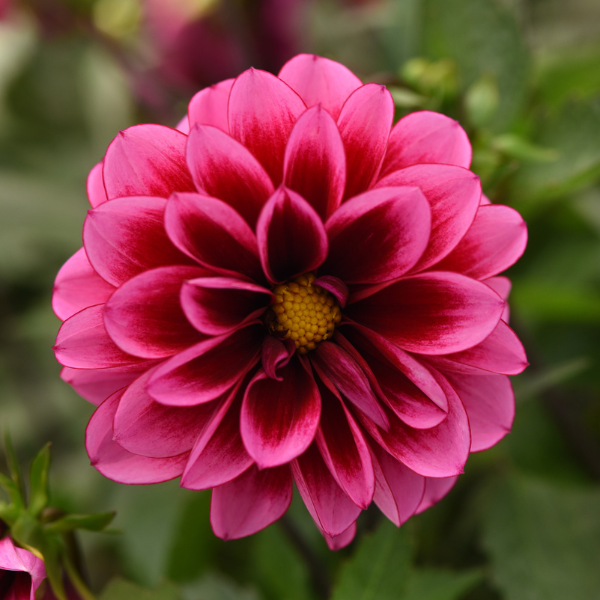 Dahlia hybrida 'Dalaya Cranberry'
