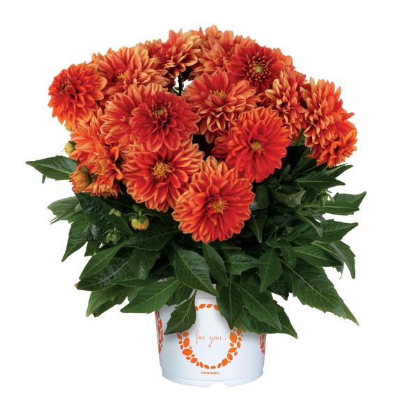 Dahlia 'Novation Orange'