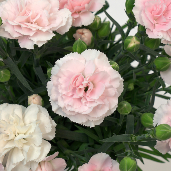 Dianthus caryophyllus 'SuperTrouper Appleblossom'