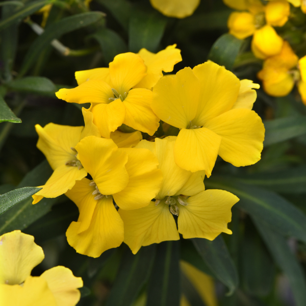 Erysimum cultivars 'Brightside Yellow'