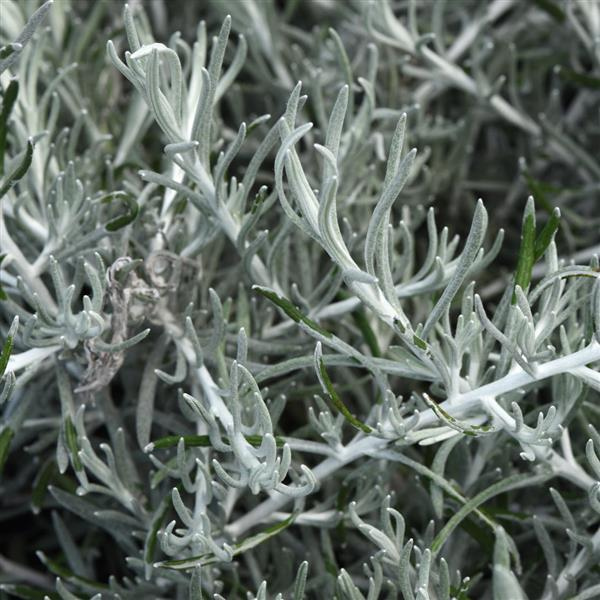 Helichrysum italicum 'Silver Curry'