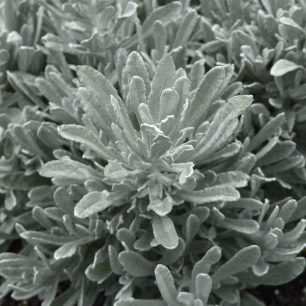 Helichrysum italicum 'Silver Yarns'