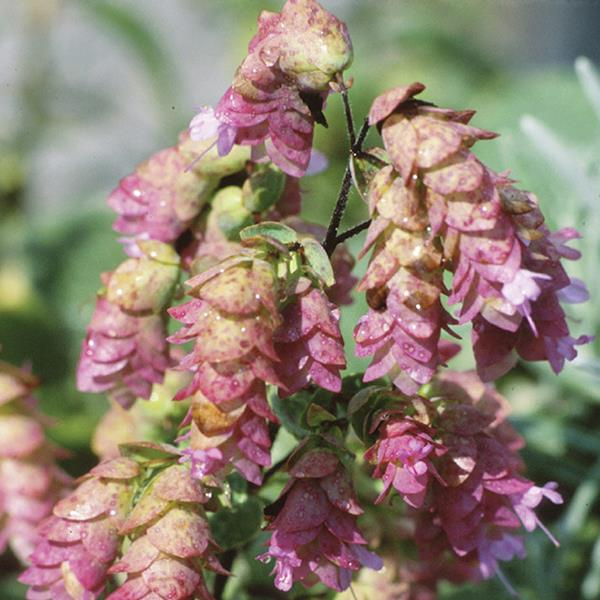 Herb origanum vulgare 'Oregano Kent Beauty'