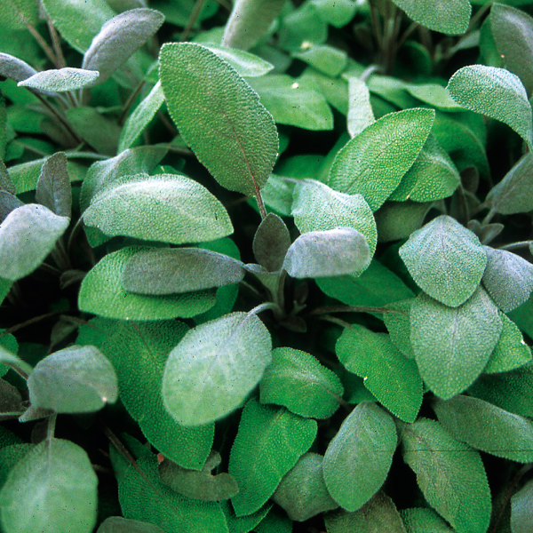 Herb salvia officinalis 'Salvia Purple'