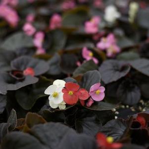 Wax Begonia