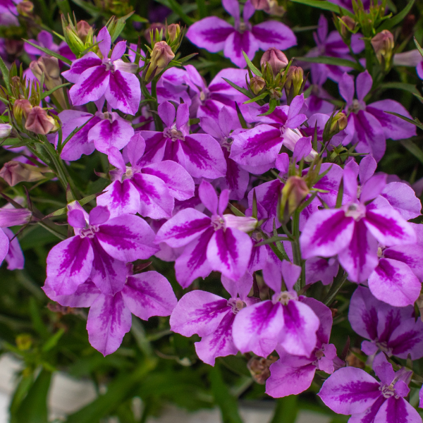Lobelia hybrid 'Firefly Pink'
