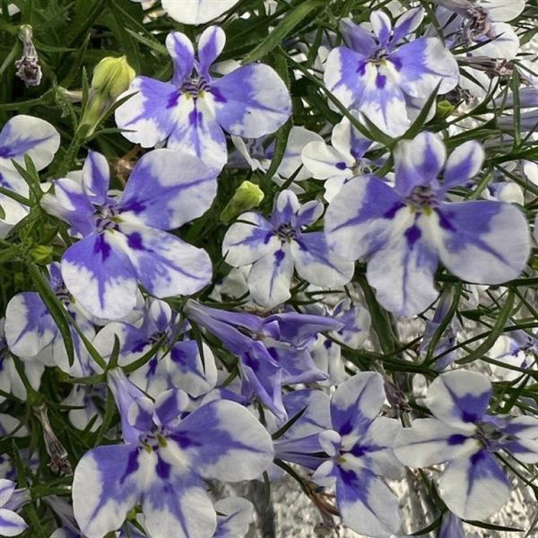 Lobelia hybrid 'Stratus Blue Delft'