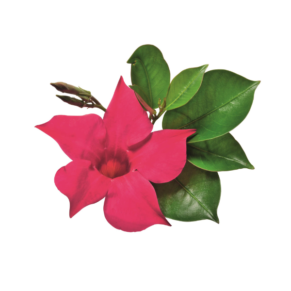Mandevilla hybrida 'Flordenia Neon'