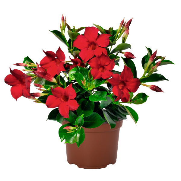 Mandevilla hybrida 'Flordenia Red'