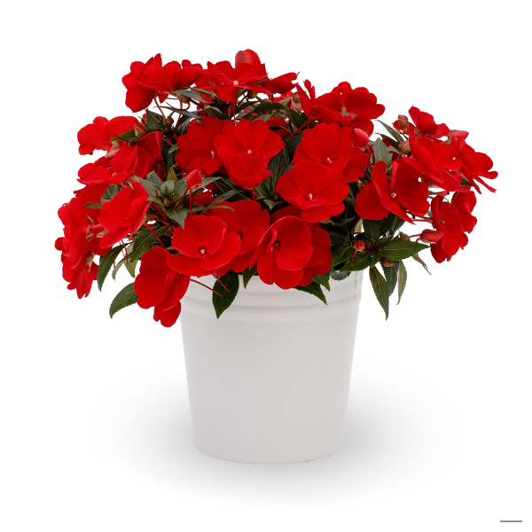New Guinea impatiens hawkerii 'Spectra Deep Red'