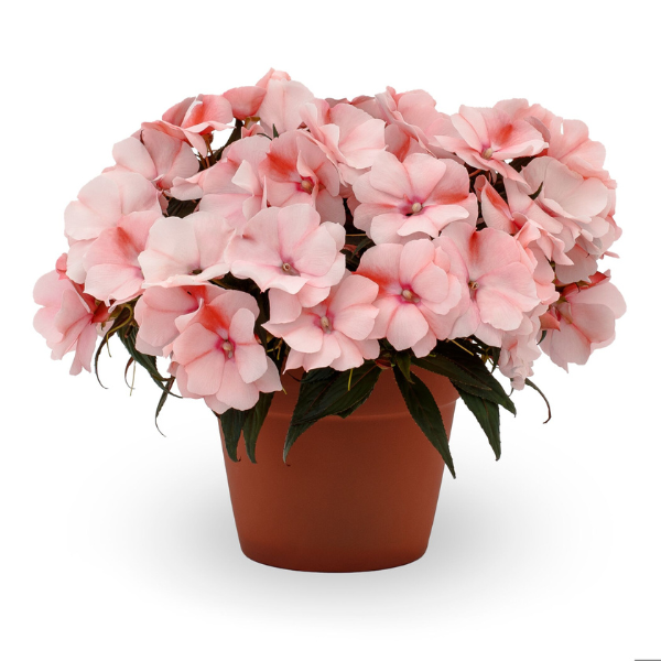 New Guinea impatiens hawkerii 'Spectra Peach Bicolor'