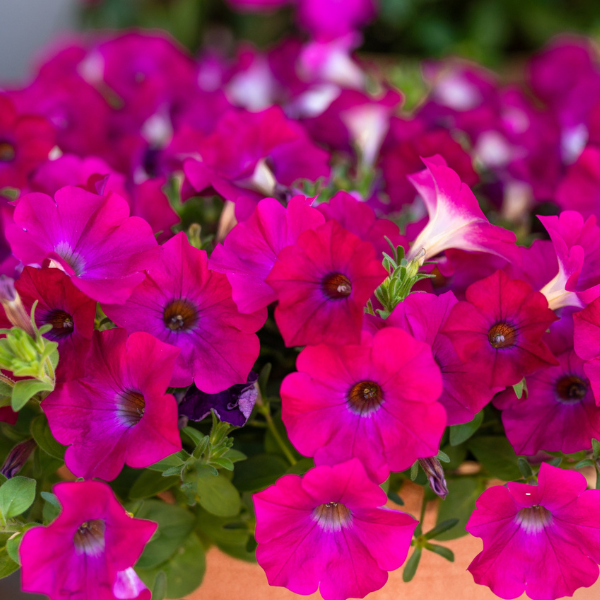Petchoa hybrida 'SuperCal Blue Eyed Rose'