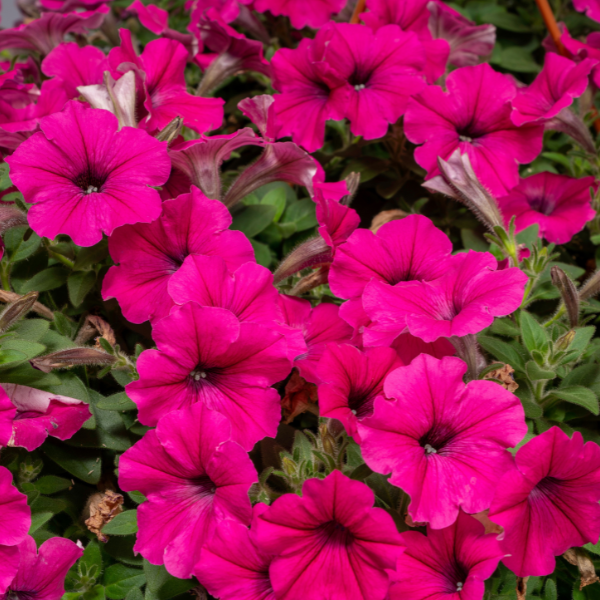 Petunia hybrida 'Blanket Flamingo'