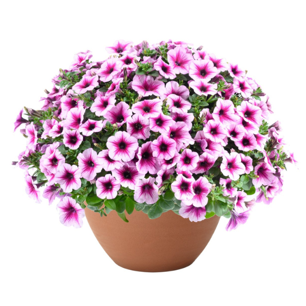 Petunia hybrida 'Capella Berry Lace'