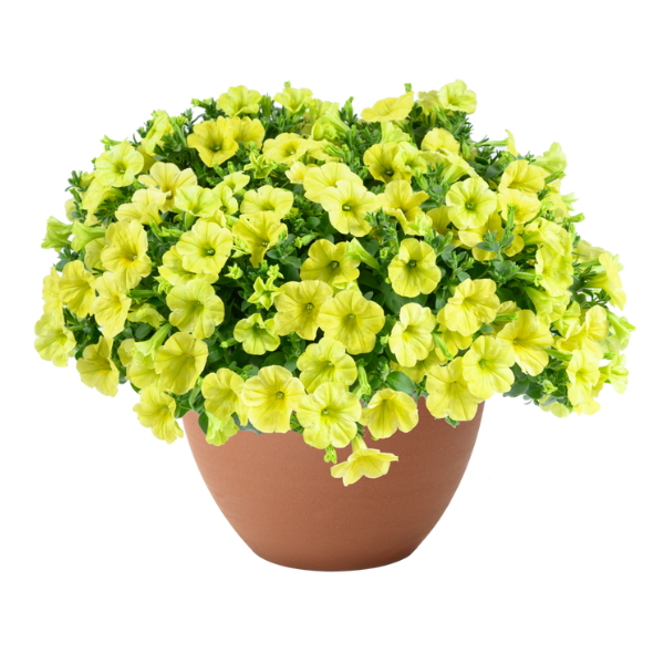 Petunia hybrida 'Capella Hello Sunshine'