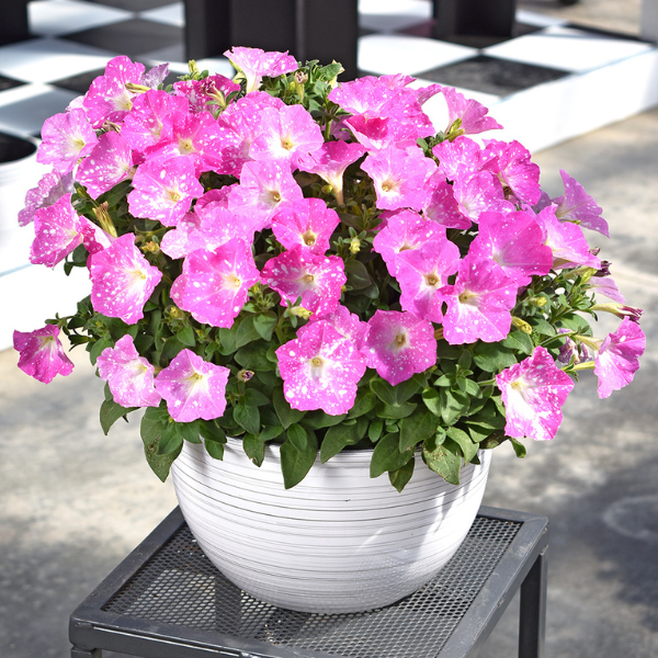 Petunia hybrida 'Discoball Pink'