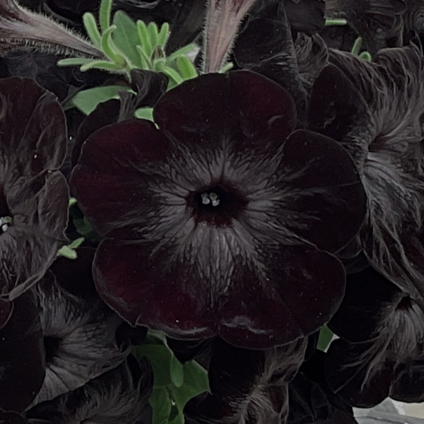 Petunia hybrida 'Fun House Black Widow'