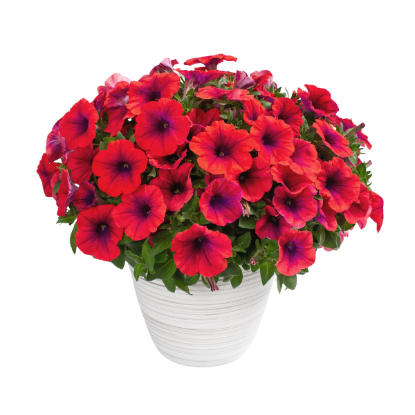 Petunia hybrida 'Inferno Metallic Orange'