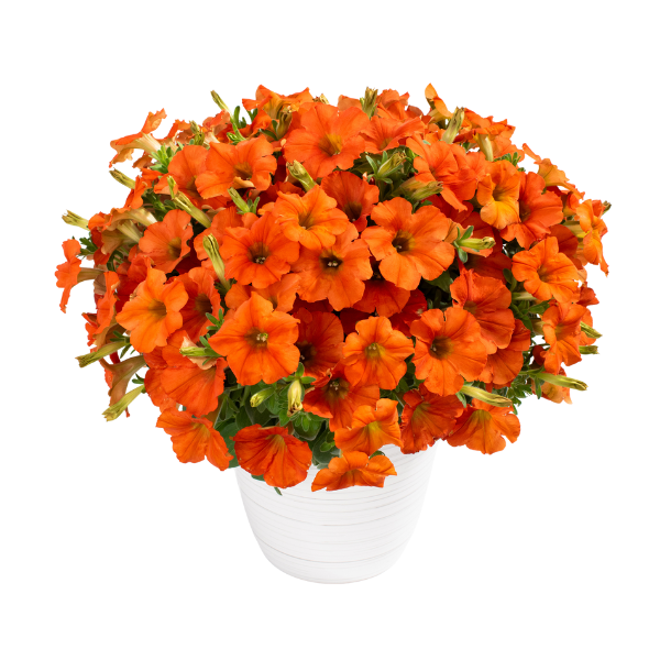 Petunia hybrida 'Inferno The Orange!'