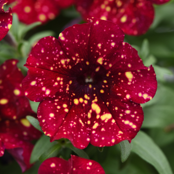 Petunia hybrida 'Main Stage Burgundy Sky'